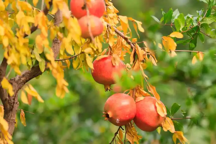 又是一年河阴石榴红