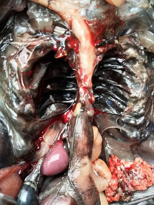 急求助,心脏有腐烂的现象,专家们请帮我如何去治疗.