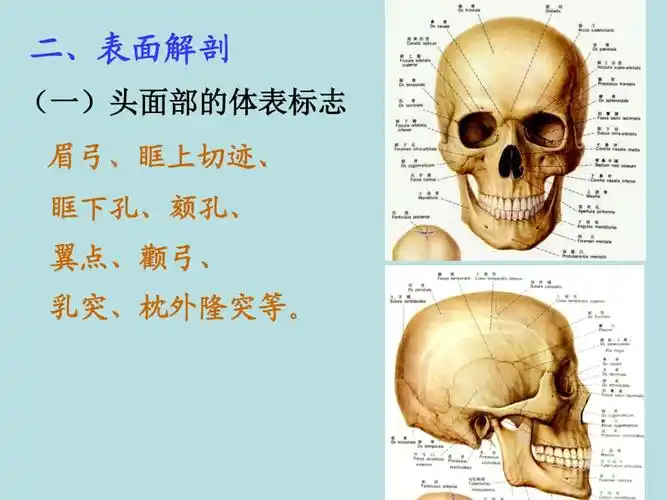 《头部局部解剖》ppt课件.ppt