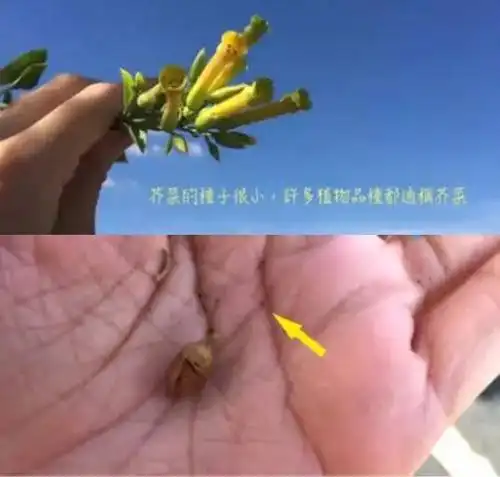 芥菜植物特性有黑芥,白芥,野生芥之别,其子均极细微,播种滋养,数月即