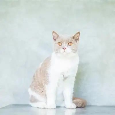 可爱英短猫咪头像图片