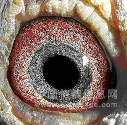 这是一只超级鸽眼,外线口上边有多条同心圆,而且不规则,面砂象山脚一