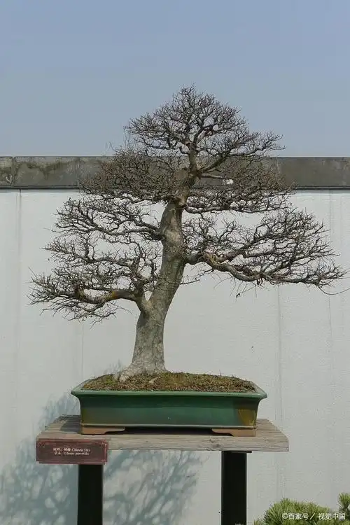 南方喜欢的"榔榆盆景",这样栽培养护,寓意年年有余