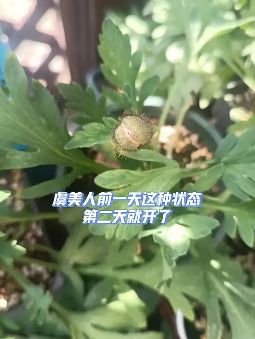 从种子到开花的虞美人