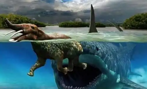 铲齿象为什么灭绝同类争食环境变化有着狭长的鼻子