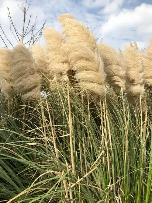 一花一世界(31)蒲苇花