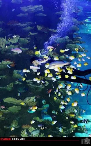 青岛海底世界掠影