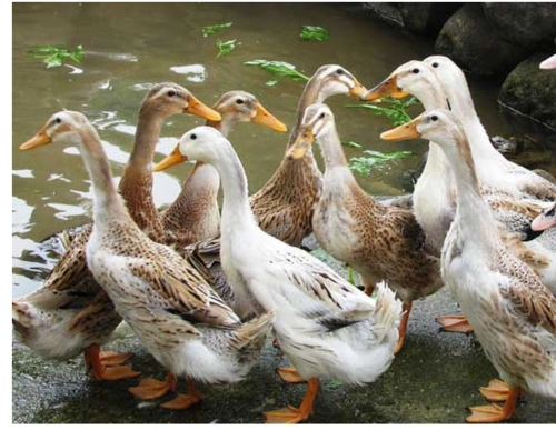 如图,或者说图上的鸭子是什么品种,公鸭子的