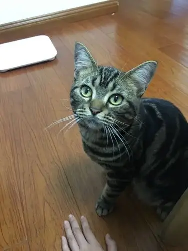 美短棕虎斑南京