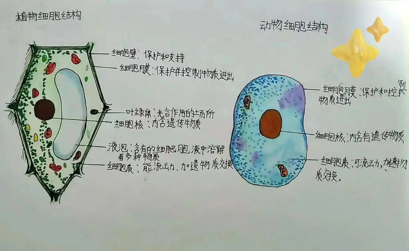 动物细胞与植物细胞的结构