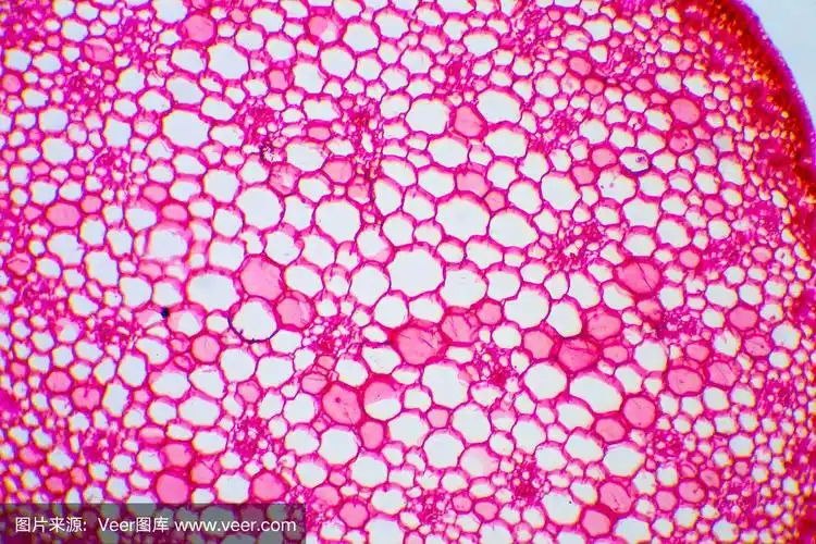 致密结缔组织显微镜图像