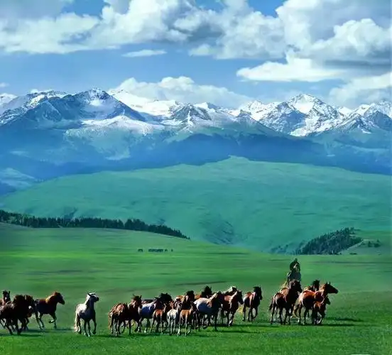 伊犁|大草原|天山|那拉提草原_手机网易网