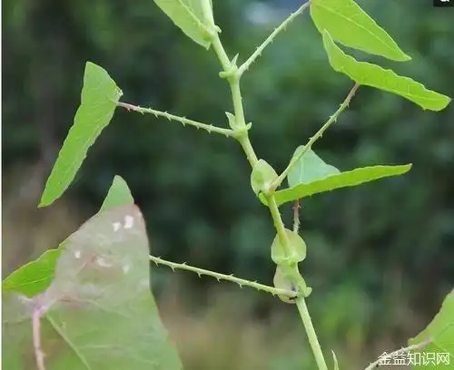 倒钩刺,中药名.为蔷薇科植物三叶悬钩子rubus delavayi franch.