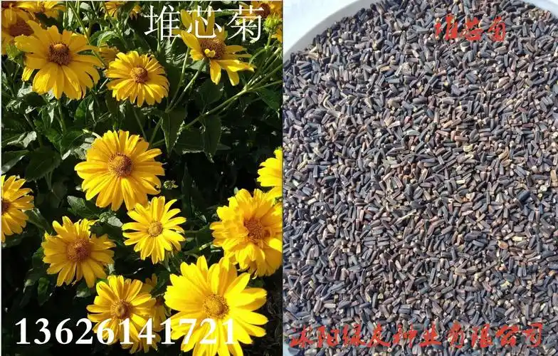 各种进口草花种子菊花种子黄金菊堆芯菊永生菊等特别