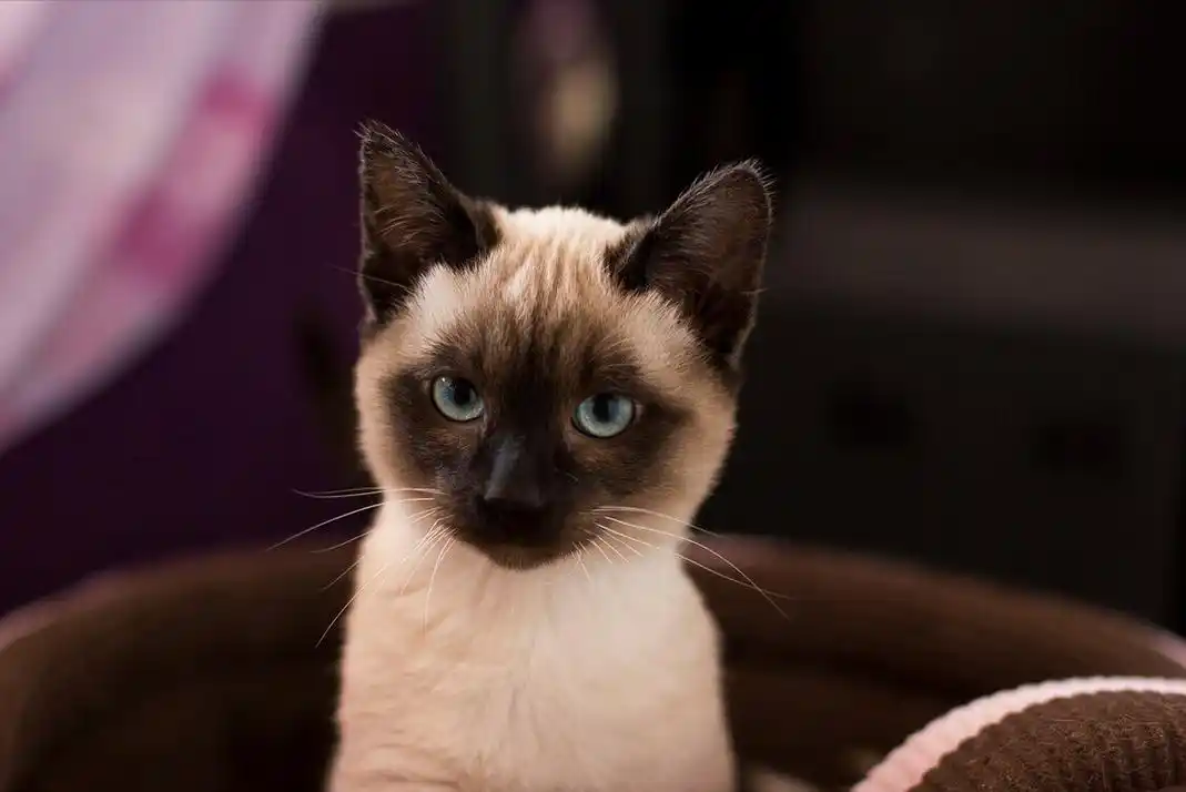 暹罗猫怎么养才能养好(暹罗猫应该如何饲养?