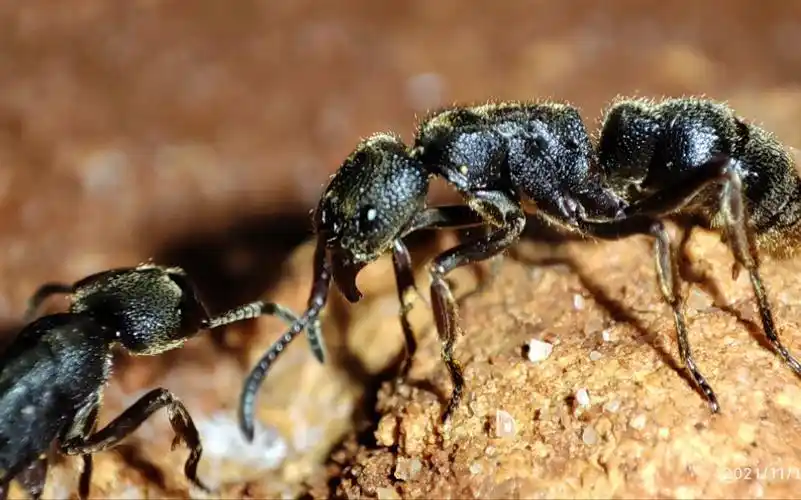 红足修猛蚁 会叫会吐泡泡的蚂蚁