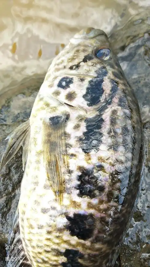 海南热带野钓淡水石斑鱼