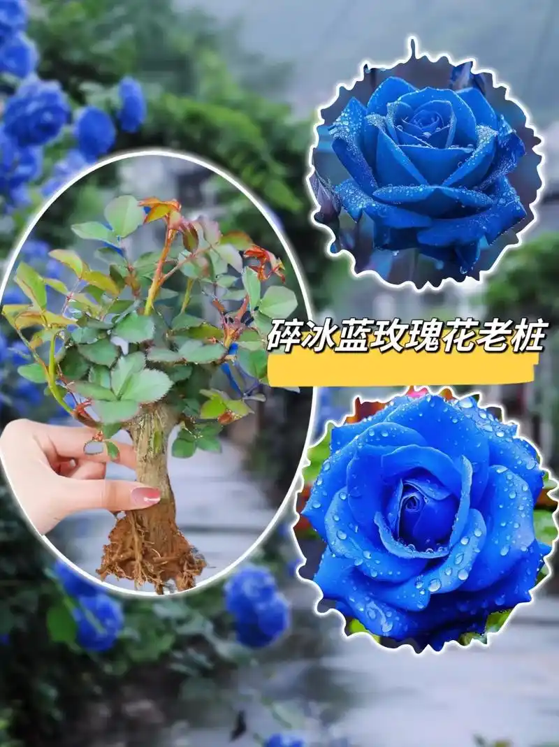 蓝玫瑰又名蓝色妖姬,它的花语:"清纯的爱,敦厚善良,遇见你 - 抖音