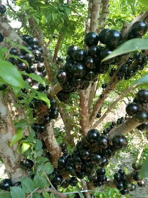 新鲜嘉宝果时令水果巴西树葡萄嘉宝果自家果园2斤顺丰包邮