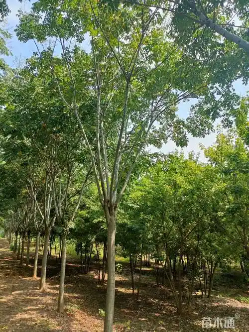 16公分栾树