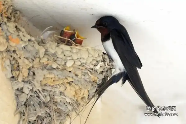 屋檐下的一窝小燕子 - 崇武古城照片 by 亦庄一邪 | yododo 游多多