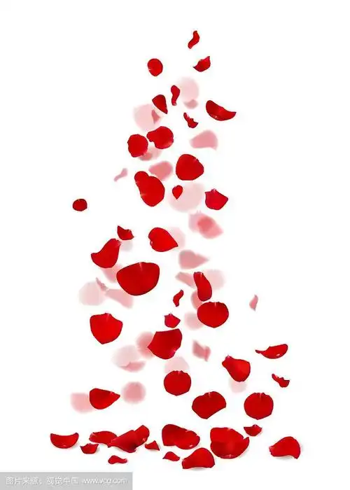 红色和粉色的玫瑰花瓣飘落