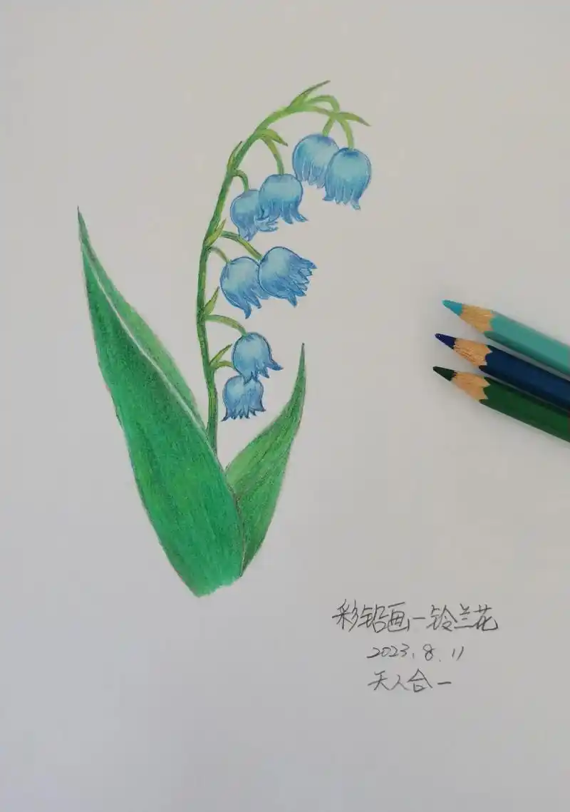 彩铅画临摹——铃兰花979797.