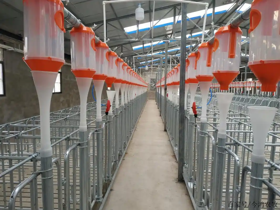猪场自动料线安装方法,养猪料线安装详解