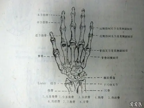 临床上月状骨受伤引起缺血性坏死的经典病例 请各位老师支招 - 中医针