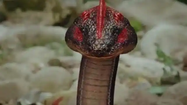 将人咬死,阿宁就是因为在河边洗漱直接被突然袭击的野鸡脖子咬死的