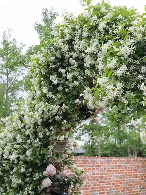 13种爬藤植物,种一棵,篱笆院墙开满花
