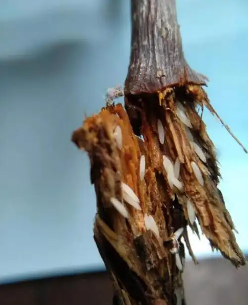 其中蝉卵期均超过30天,此时的蝉卵会在树上孵化.