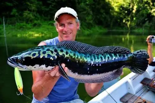 原产越南的"铅笔鱼",一只能长到40斤,如今已在广东等地发现