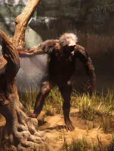 关于古猿露西的有趣事实