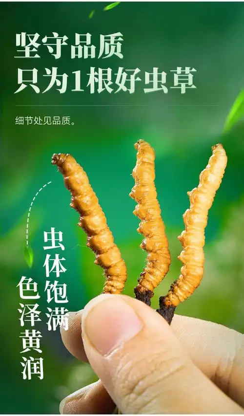产地直发新鲜冬虫夏草大货批发青海西藏高海拔鲜虫草一手货源代发