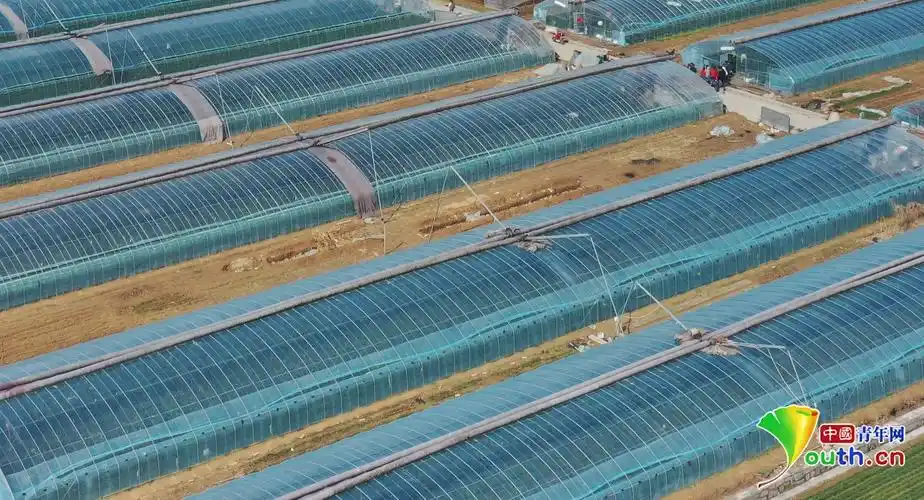 2月27日,青岛西海岸新区大场镇南辛庄草莓专业合作社的草莓大棚.