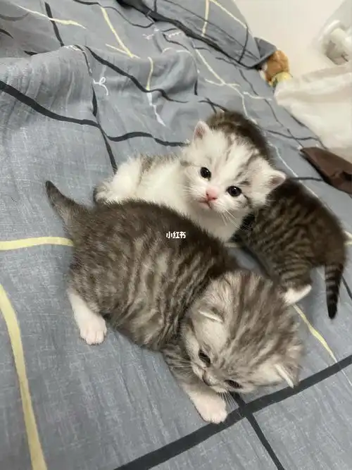 银渐层和布偶配出来的小崽子