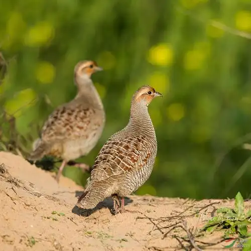 (灰鹧鸪)灰鹧鸪!