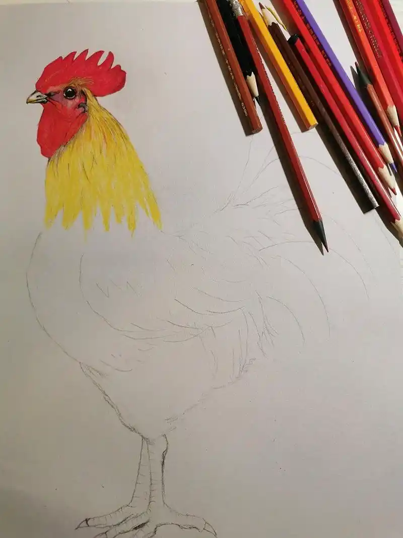 彩铅画|大公鸡(内附详细步骤图) 彩铅笔74brutfuner 纸74雪山素描