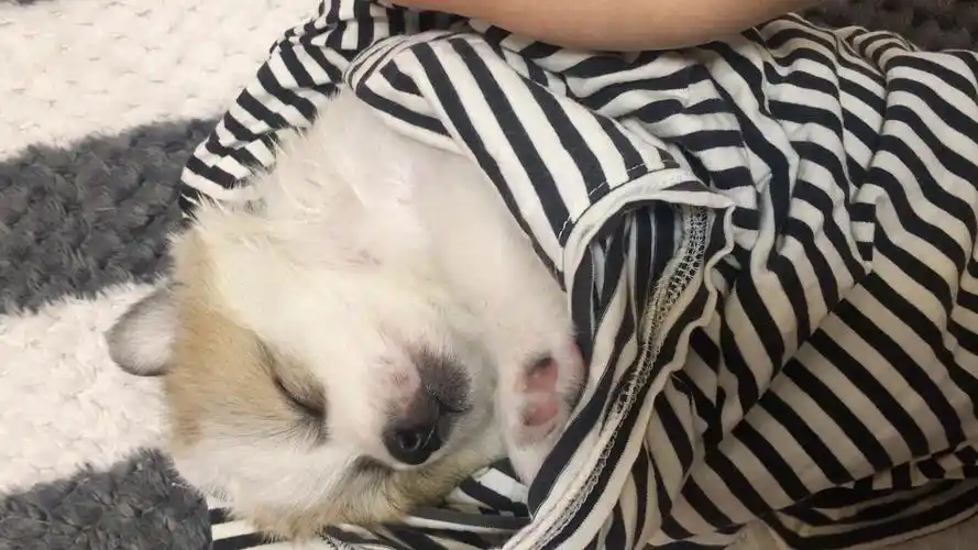 小狗狗就是要拍拍才能睡着