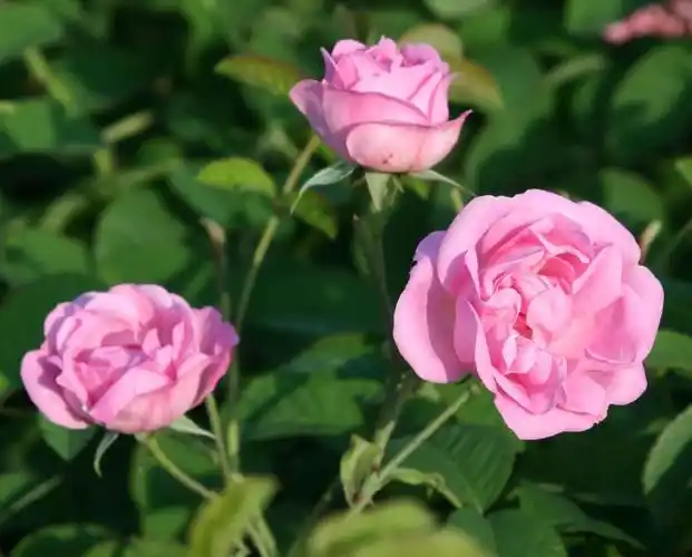 品种的灌木玫瑰原产于日本,是日本京成玫瑰园在2003年培育诞生的,花朵