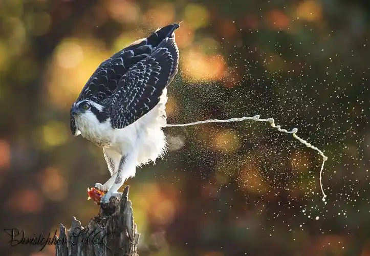 a majestic osprey defecates like nobodys business