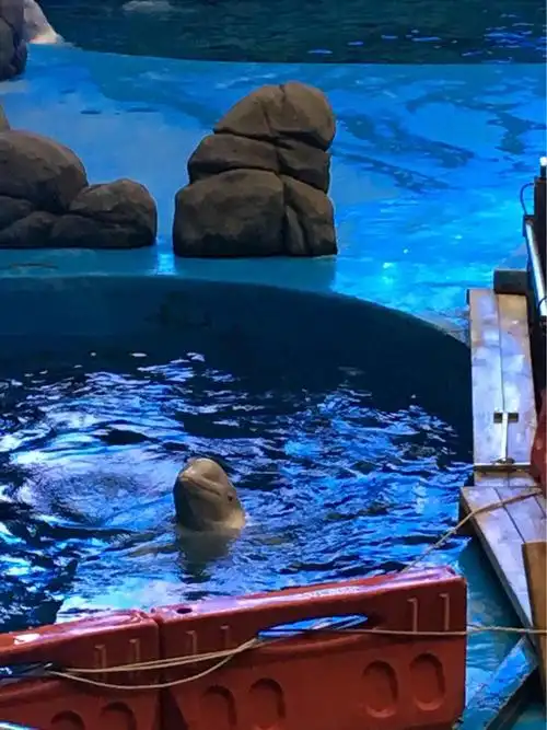 深海金刚体验馆门票-成人票成都海昌极地海洋世界非常适合小朋友人＃