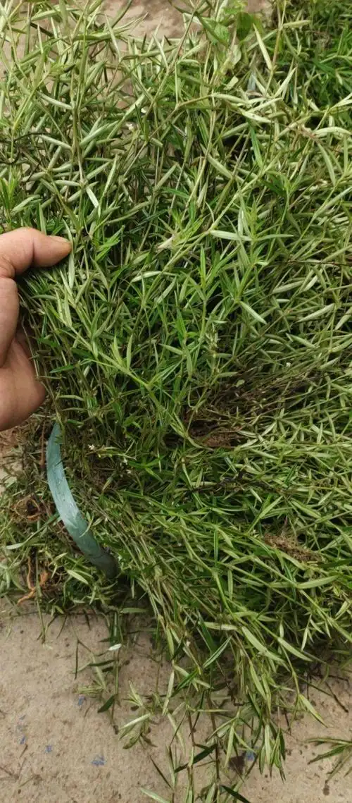 白花蛇舌草的功效(白花蛇舌草的功效与作用与主治)