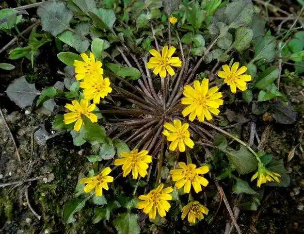 wort【别名】鹅里腌,回荠【来源】药材基源:为区科植物稻槎菜的全草