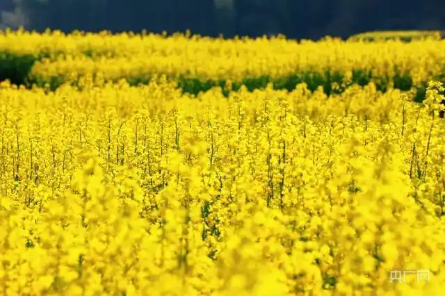 「春日里的中国」赏春色 千亩油菜花海灿烂盛放
