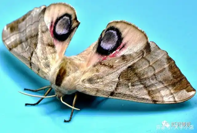 没手真可怜,被寄生的蓝目天蛾(smeritus planus walker,1856)