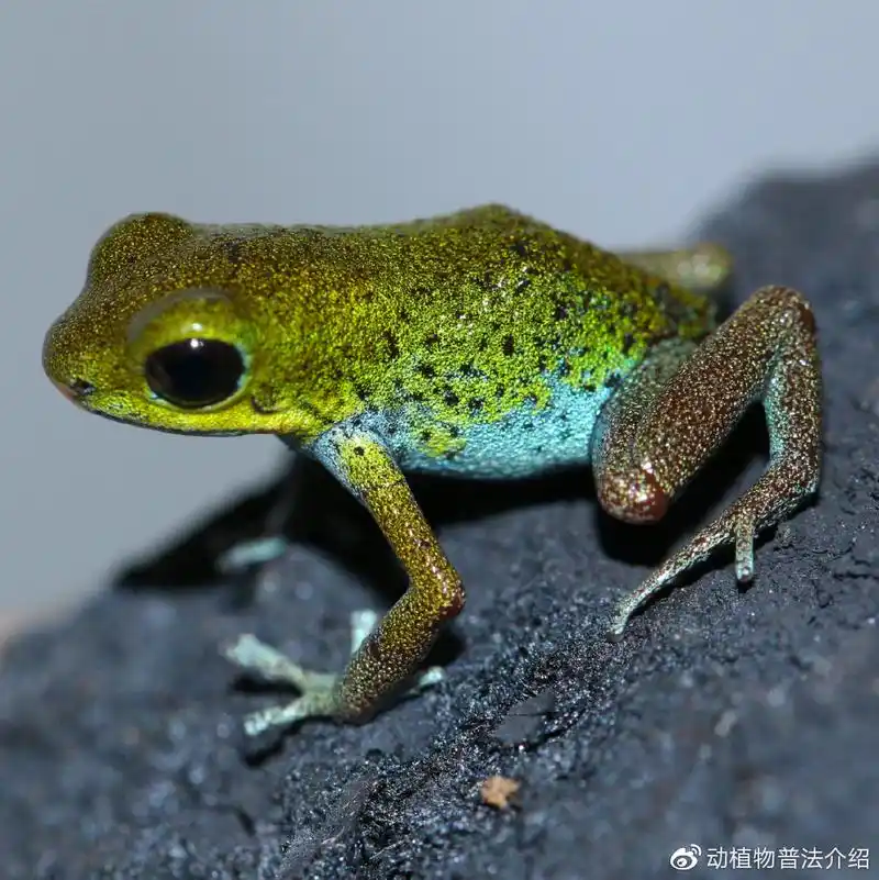 美丽的箭毒族——箭毒蛙