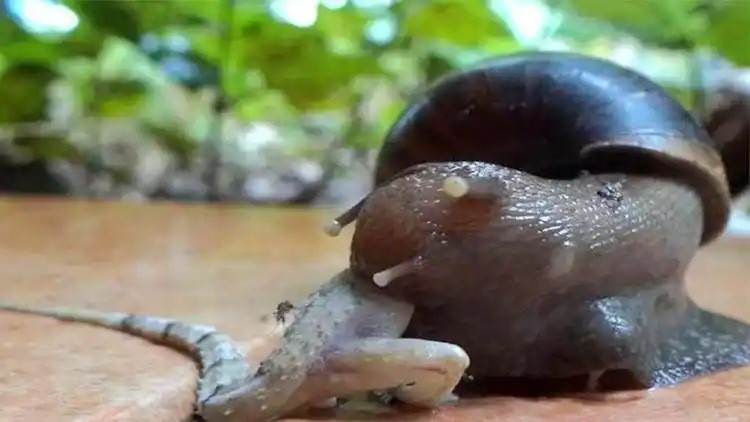 非洲大蜗牛究竟有多可怕?蜥蜴直接被秒杀,一口吞下半个脑袋!