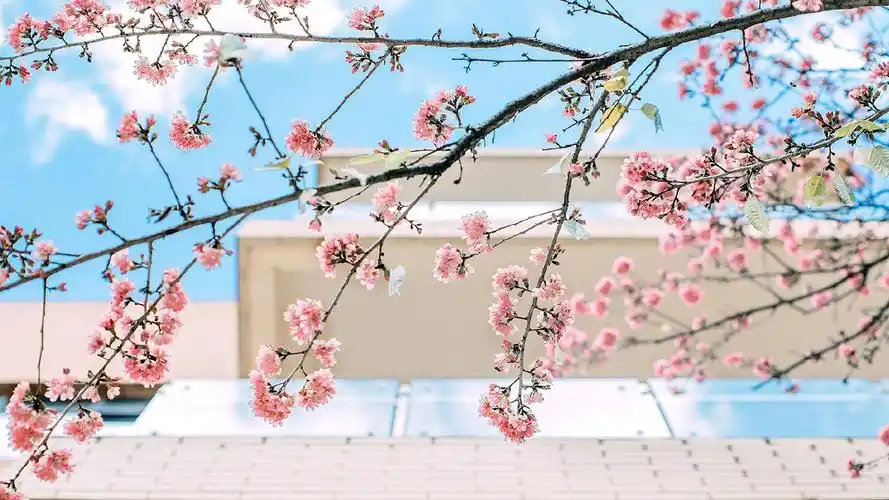 梦幻又唯美的樱花